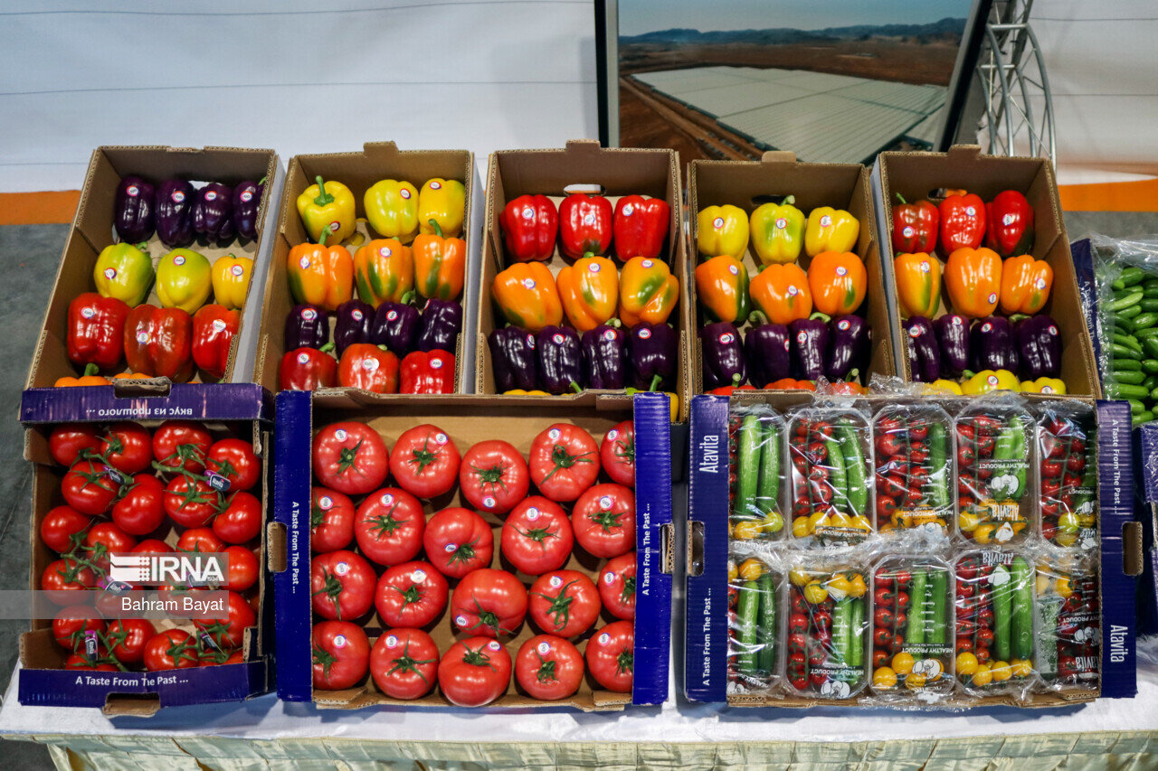 سطح گلخانههای هرمزگان به ۹۴۰ هکتار افزایش یافت سطح گلخانههای هرمزگان به ۹۴۰ هکتار افزایش یافت