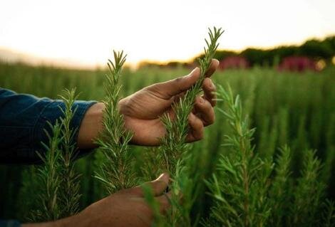 فواید رزماری و روش نگهداری از گیاه رزماری