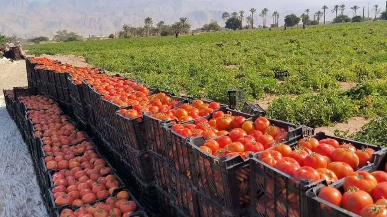 هرمزگان قطب تولید خارج از فصل؛ پیش‌بینی برداشت ۷۵۰ هزار تن گوجه‌فرنگی در سال زراعی جاری
